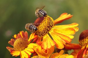 polline api