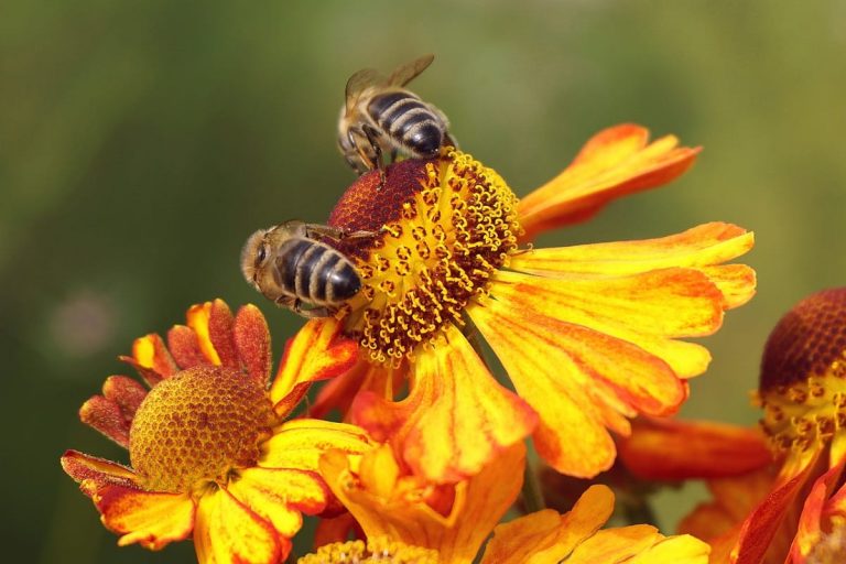 Aumenta la tua energia con un integratore di polline d’api